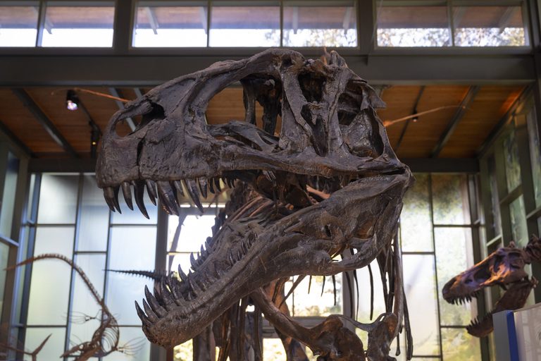 Witte Museum Celebrates 100 Years With New Exhibits And Community Programs