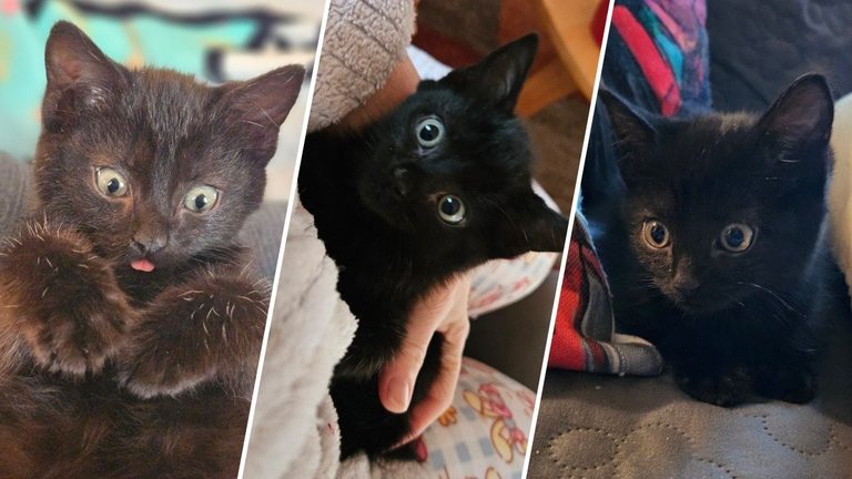 Woburn Community Rescues 7 Week Old Kitten Named Freeway After Traffic Scare