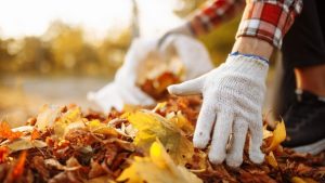Worcester Dpw Begins Curbside Leaf Pickup On Nov 2