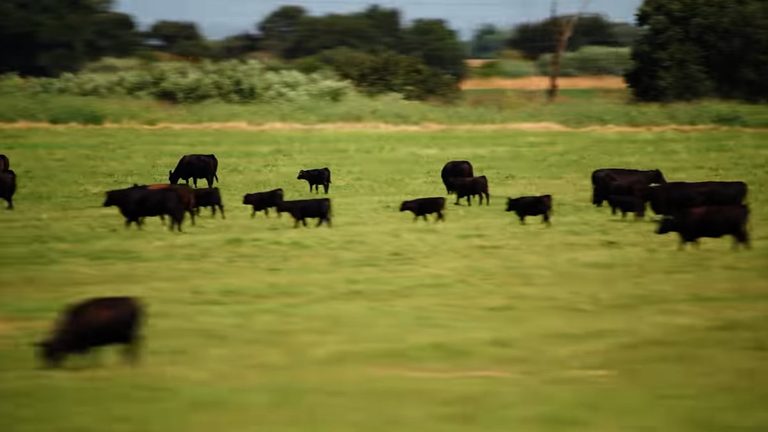 World Without Cows Documentary Screens In Santa Barbara This Week