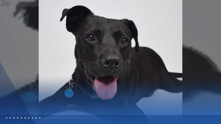 Wpbf 25 Highlights Local Pet Adoption Options Across Palm Beach County