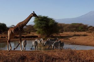 Wwf Reports Global Wildlife Populations Down 73 Since 1970