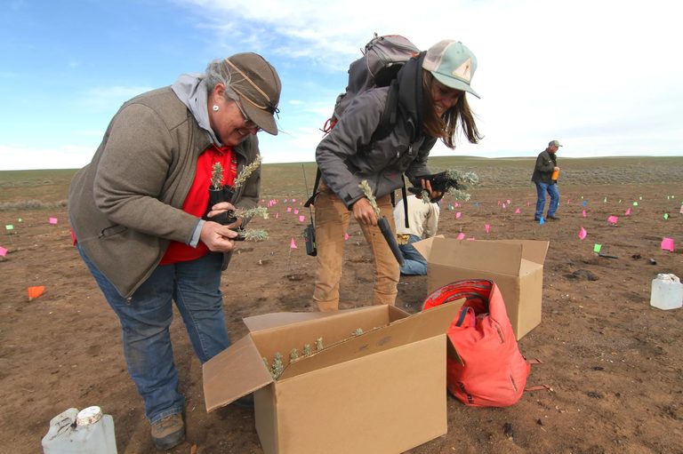 Wyoming Crews Plant Nearly 2 000 Sagebrush Seedlings To Heal Weiser Knoll Fire S
