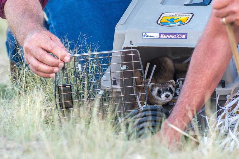 Wyoming Ferret Reintroduction In Meeteetse Shows No Sightings Amid Plague And Dr