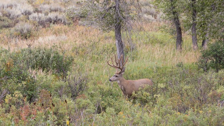 Wyoming Game And Fish Confirms Chronic Wasting Disease In New Pinedale Deer Hunt