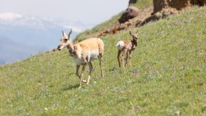 Wyoming Game And Fish Department Asks Hunters To Spare Gps Collared Big Game