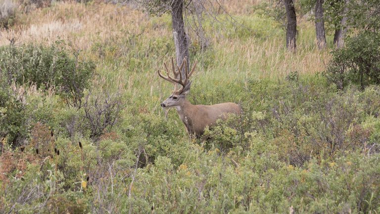 Wyoming Game And Fish Department Asks Public Help In Illegal Mule Deer Buck Case