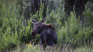 Wyoming Game Fish Asks Public Help In Moose And Elk Poaching Cases