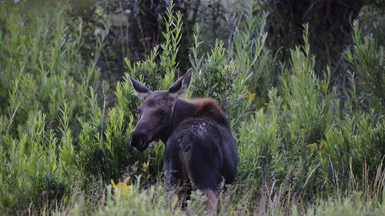 Wyoming Game Fish Asks Public Help In Moose And Elk Poaching Cases