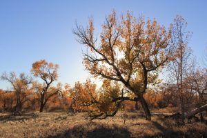 Wyoming State Parks Adopt Winter Hours Some Sites Closed Through Spring