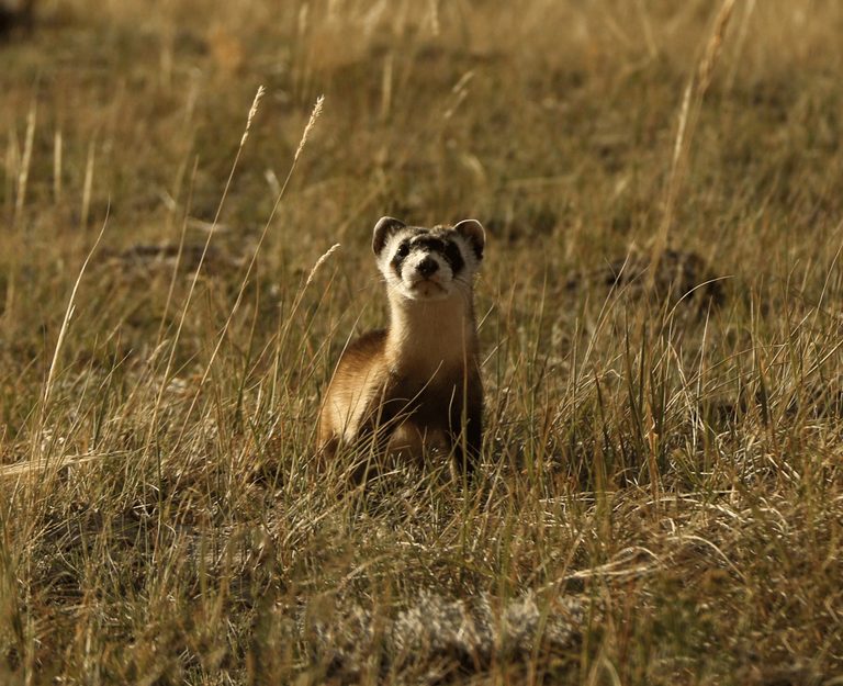 Wyoming Wildlife Officials Report No Black Footed Ferrets Found In Meeteetse Rei