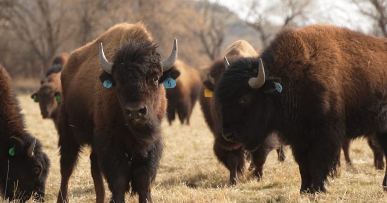 Yellowstone Mechanic S Bison Dash Cam Video Goes Viral After Close Call