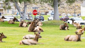 Yellowstone September Visitation Rises 3 As Park Sees Record Breaking Season