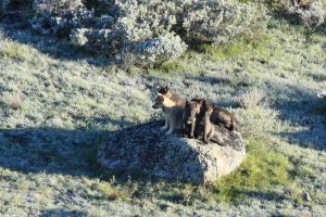 Yellowstone Wolf Packs See Low Pup Numbers In 2026 But Officials See No Crisis