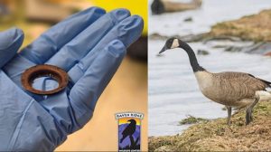 York Wildlife Center Rescues Dehydrated Canada Goose With Rusty Ring