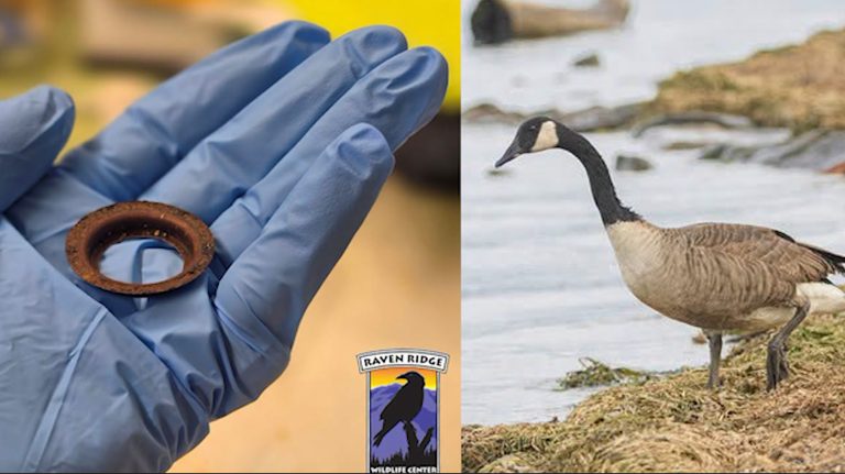 York Wildlife Center Rescues Dehydrated Canada Goose With Rusty Ring