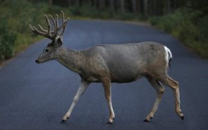 Yuma County Offers Up To 1 000 Reward For Tips On Deer Poaching