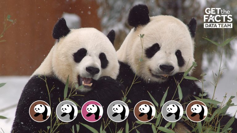 Zoo Atlanta Welcomes New Giant Pandas The Latest China Loan After Trump Xi Summi