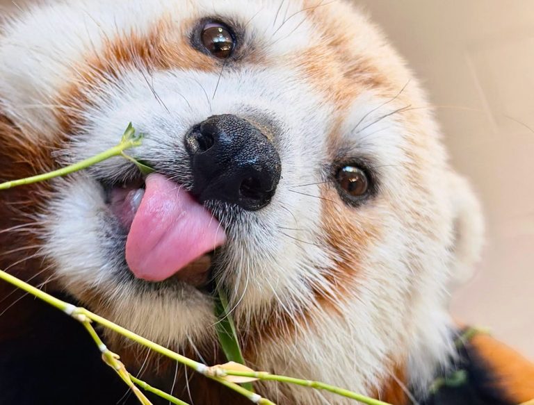 Zoo Boise Welcomes New Red Panda Named Miss Dolly Parton