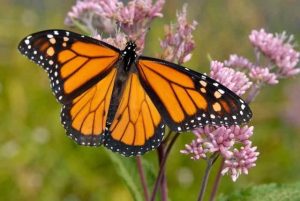 Zoo Knoxville Honors Retiring Curator With Monarch Butterfly Tagging Event
