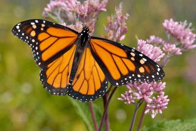 Zoo Knoxville Honors Retiring Curator With Monarch Butterfly Tagging Event